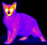 Cat ir